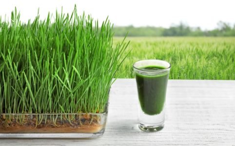 Weight loss by Wheatgrass