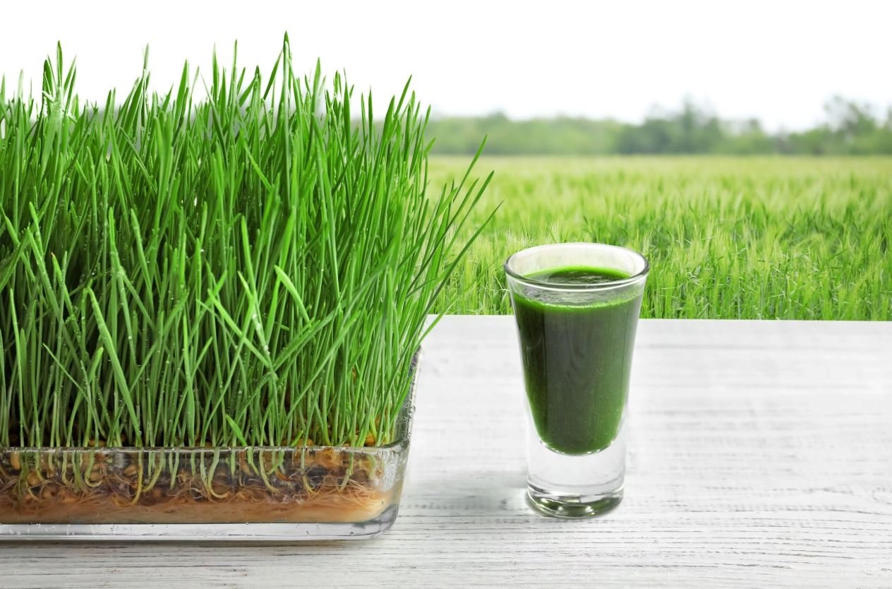 Weight loss by Wheatgrass