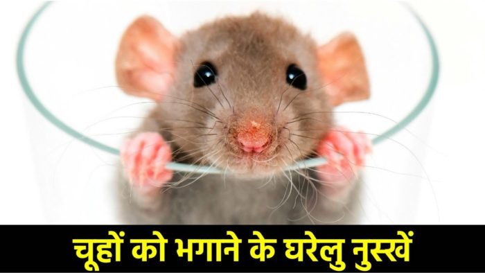 घर से चूहा कैसे भगाये, How to take away mouse from home