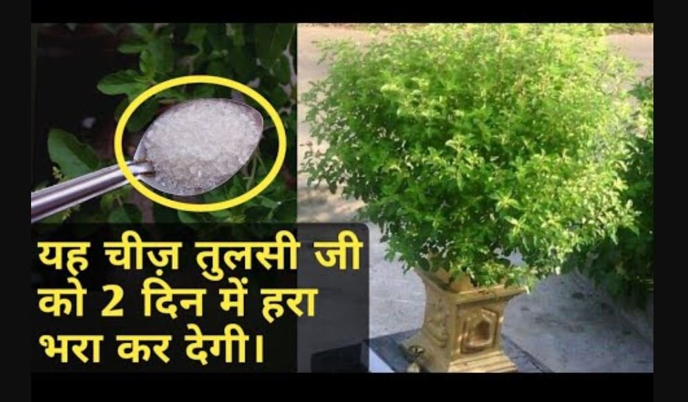 tulsi growth tips