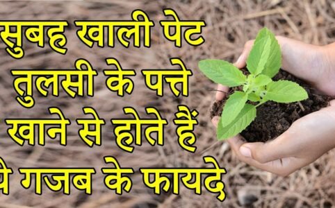 tulsi