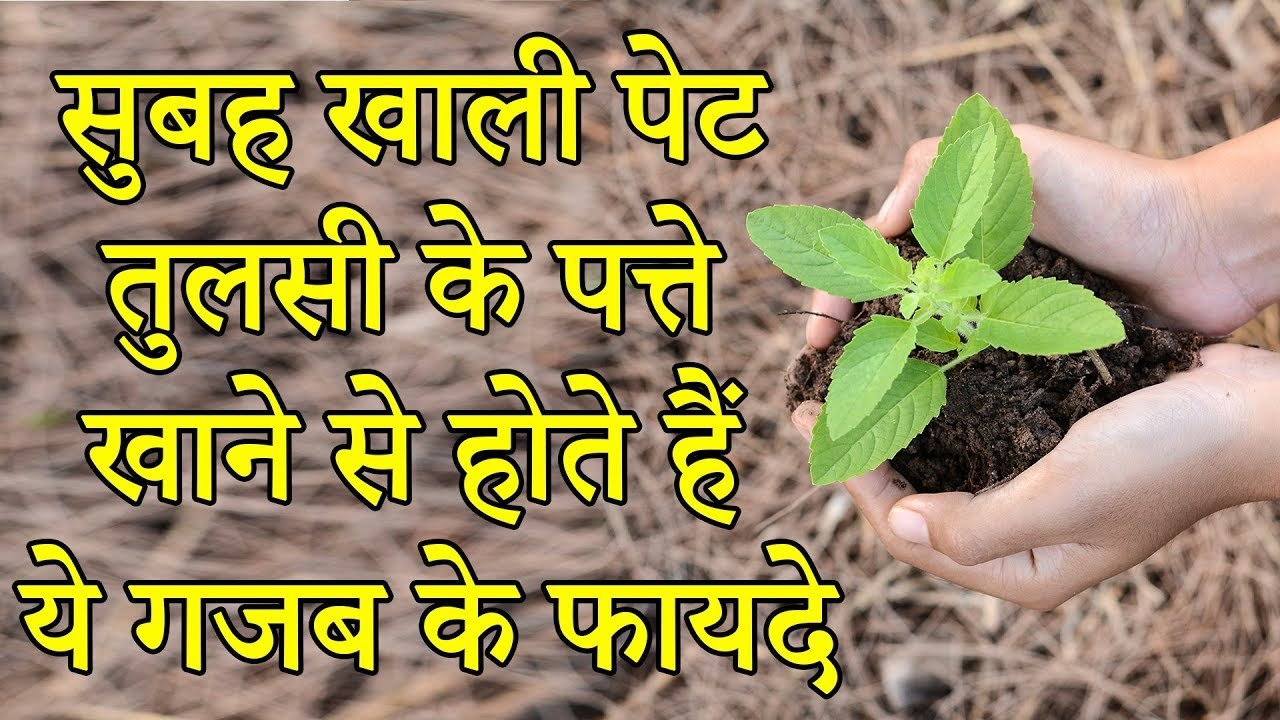 tulsi