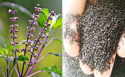 10 Benefits of Basil Seed