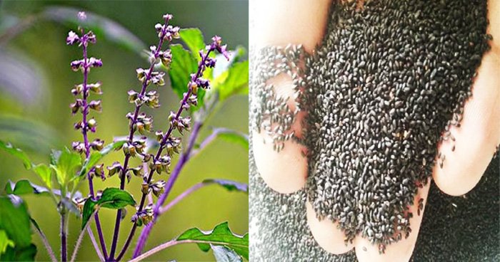 10 Benefits of Basil Seed