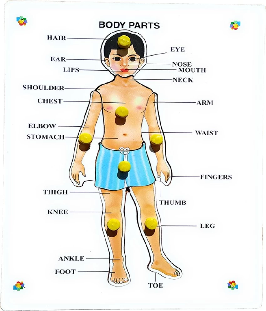 100 Body Parts Name In Hindi And English 