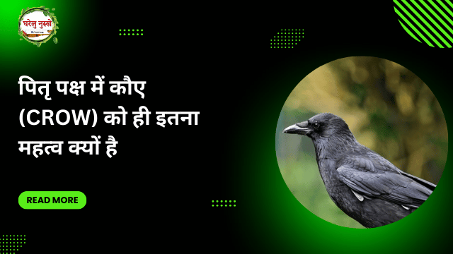 पितृ पक्ष में कौए (crow) को ही इतना महत्व क्यों है