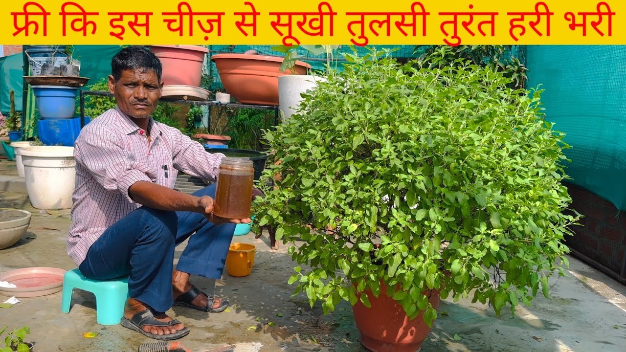 tulsi