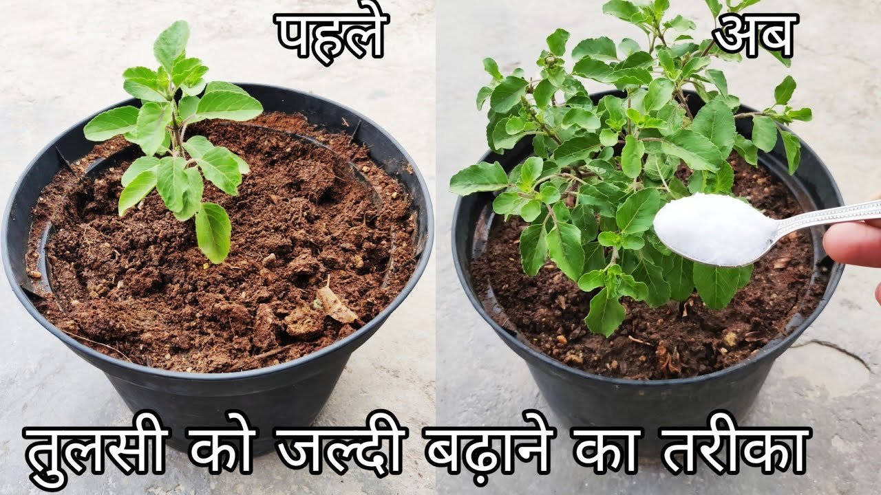 tulsi ji